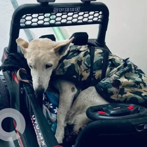 A White Indie Dog Missing from Sector 9a-559