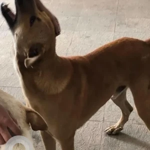A Brown Indie Dog Found from Porvorim