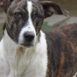 A Black and White Indie Dog Missing from Sector 36, Dulari Animal Care Center