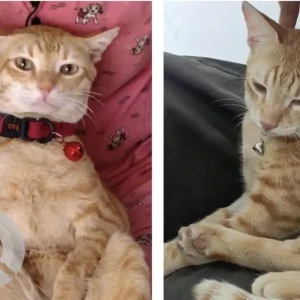 A Orange Indie Cat Missing from Vignan Nagar, Near jain Heights