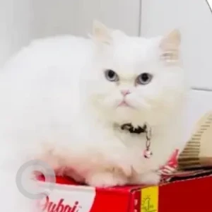 A White Persian Cat Missing from Sheikh Zayed Collector Road-2