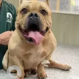 A Brown Bully Dog Found from Rayasandra, Bengaluru