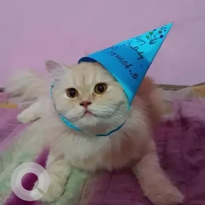 A White-Brown Mix Persian Cat Missing from Begur Bommanahalli-4