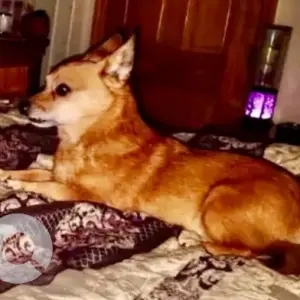 A Brown Beagle/Chihuahua Mix Dog Missing from Everson Dr/Tourtellot Rd