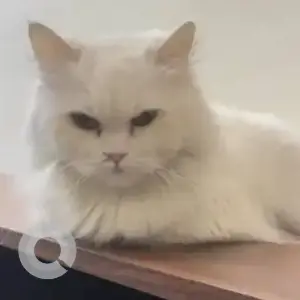 A White Persian Cat Found from Reem Island, Mangrove Place