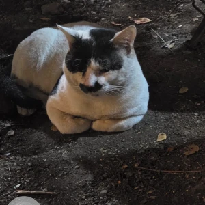 A Black and White Indie Cat Missing from Andheri West, Mumbai