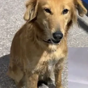 A Brown Indie Dog Missing from Metro Station 15, Noida