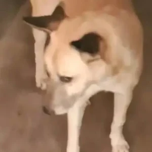 A White-Brown Mix Indie Dog Missing from Krishnapur Khurd, Hathiwar