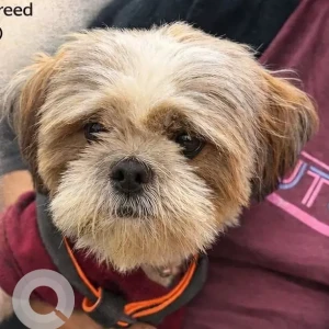 A White-Brown Mix Shih Tzu Dog Found from District park, Janakpuri