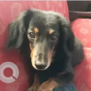 A Black Dutchhound Dog Missing from Al Dafafi Street