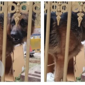 A Black and Brown German Shepherd Dog Found from BTM Layout, Bengaluru-2