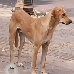 A White-Brown Mix Indie Dog Missing from Salisbury Park