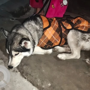 A Black and White Husky Dog Found from Subhash Park, Uttam Nagar