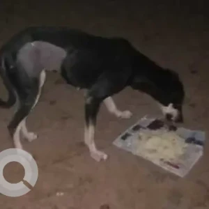 A Black and Brown Indie Dog Found from Malviya Nagar, New Delhi