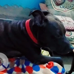 A Black Pitbull Dog Missing from New Delhi