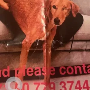 A Light Brown Mix Dog Missing from Deira Island Beach