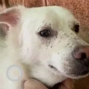 A White Indie Dog Missing from JP Nagar 3rd Stage-3