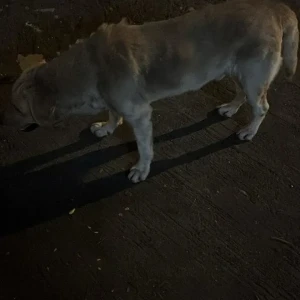 A White Labrador Dog Found from Kurla, Mumbai