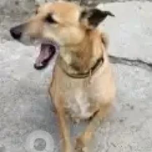 A White-Brown Mix Indie Dog Missing from Madhapur-3