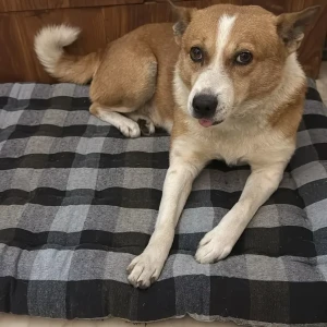 A White-Brown Mix Indie Dog Found from Lajpat Nagar