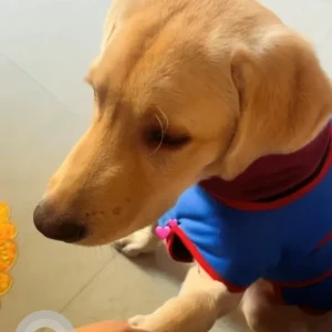 A White-Brown Mix Indie Dog Missing from Rama park road, T-Point