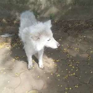 A White Indie Dog Found from 