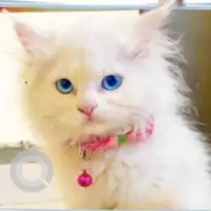 A White Persian Cat Missing from Akurdi Walhekarwadi