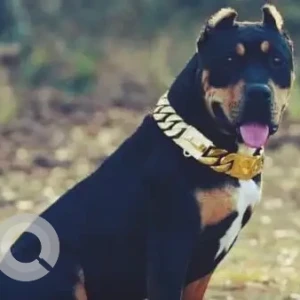 A Black and Brown Rottweiler Dog Missing from Porvorim, Artpark-3