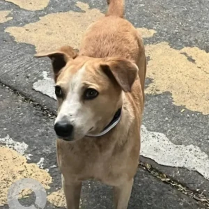 A White-Brown Mix Indie Dog Missing from 5 Gardens, Dadar East