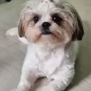A White-Brown Mix Shih Tzu Dog Missing from Narayanapura, Bengaluru-2