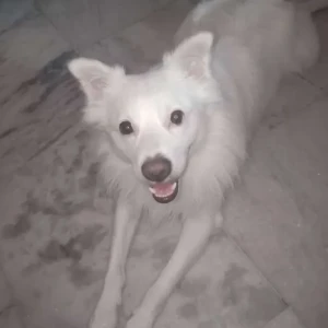 A White Pomeranian Dog Missing from Moula Ali, Vasanth Vihar colony-3