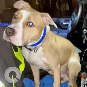A White-Brown Mix Pitbull Mix Dog Found from Neponset Valley Pkwy.  Hyde Park