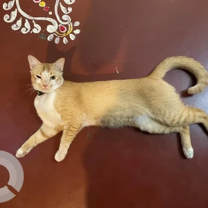 A White-Brown Mix Indie Cat Missing from Lake Town, Kolkata