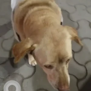 A Light Brown Labrador Dog Found from C-3, Ground Floor, Malviya