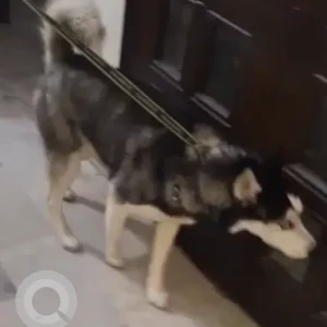 A White and Grey Husky Dog Found from New Delhi-3