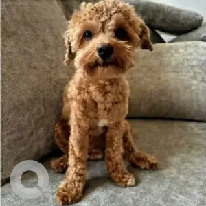A Brown Poodle Mix Dog Missing from Damac Hills 2, Mimosa 327