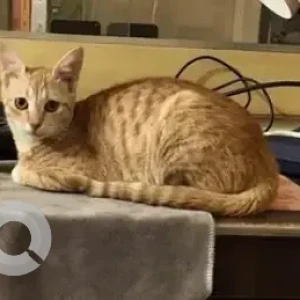 A White-Brown Mix Indie Cat Missing from Nanja Reddy colony, BDA Layout-2