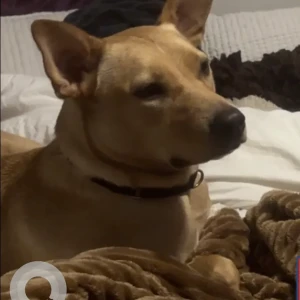 A Brown Mixed Breed Dog Found from Fox Ln & Chestnut St.