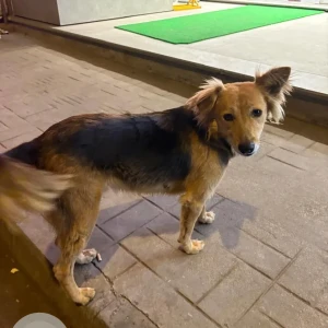A Black and Brown Indie Dog Found from Lokhandwala Andheri West-2
