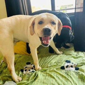 A White Labrador Dog Missing from Uttam Nagar, New Delhi