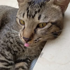 A Grey INDIE grey Tabby Cat Missing from VEDANTA FARMS, Sun City, Ghaziabad