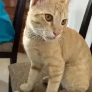 A Orange Ginger cat Cat Found from 5th Block, Koramangala (near Kunafa Story)