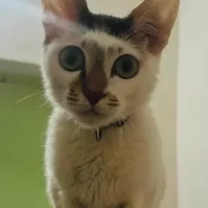 A Grey-White Mix Indie Cat Missing from Ramurthynagar-3