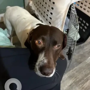 A White German Shorthaired Pointer Dog Missing from Prospect Hill St & Route 138 near Raynham Taunton Dog Track