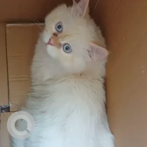 A White British Shorthair Cat Missing from Al Muteena, Al Rasheed