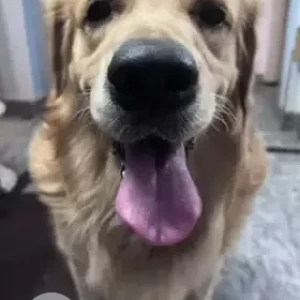 A Brown Golden Retriever Dog Found from T Dasarahalli-2