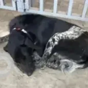 A Black and White Indie Dog Missing from Sivanchetti Gardens, Bengaluru-3