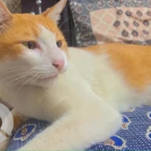 A White-Brown Mix Indie Cat Missing from Hansraj Gupta Road