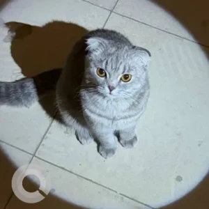 A White and Grey British Shorthair Cat Missing from Business Bay, near Mayfair Residency