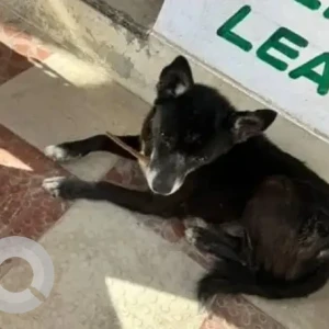 A Black Indie Pomeranian mix Dog Missing from Mailasandra, Bengaluru